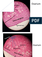 Ujian Praktikum Histologi Repro