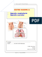 Sistema Respiratorio