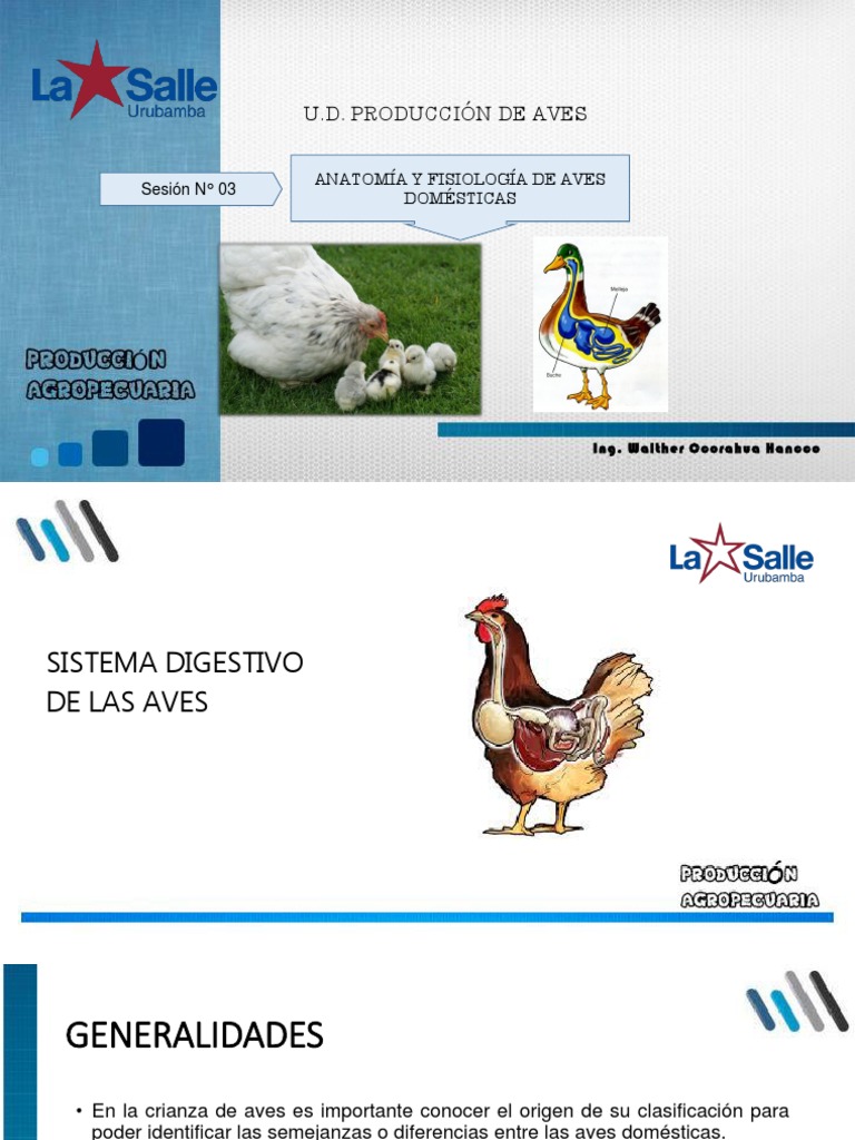 Sesión N° 03 Sistema Digestivo y Reproductor de las Aves | Digestión