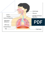 Respiratory System  
