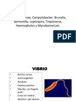 Vibrio Cholerae, Campylobacter, Brucella, Bartonella, Leptospira, Treponema, Haemophylus y Mycobacterium
