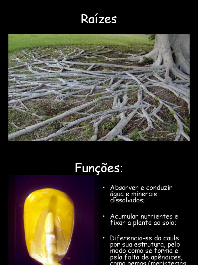 Estruturas e Funções das Raízes | PDF | Raiz | Plantas