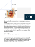 Sistem Reproduksi Pada Manusia 2