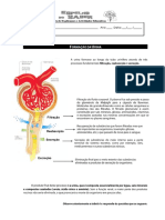 FT - Formação Da Urina