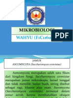 Jamur Ascomycota (Wahyu, f1c116058)