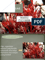 Alga Merah (Wahyu, f1c116058)