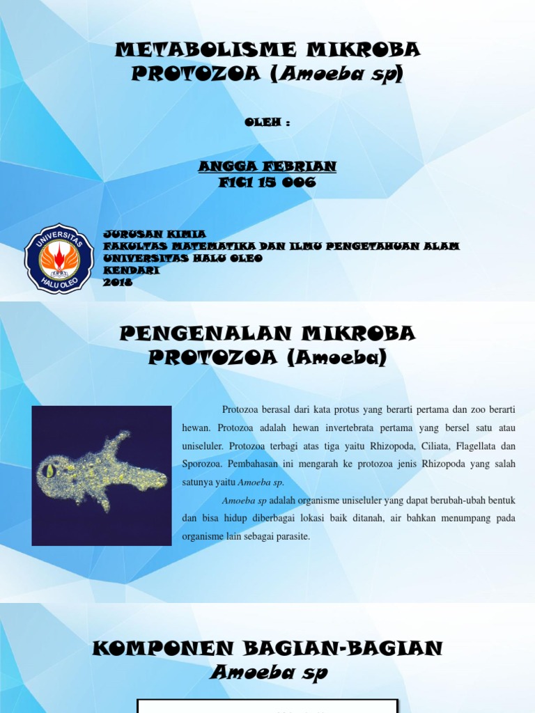 Angga Febrian F1c115006 Protozoa Amoeba Sp