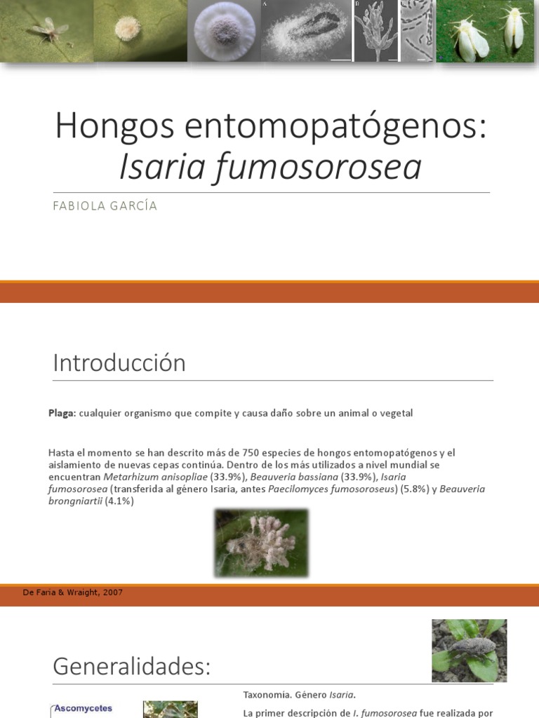 Hongo Entomopatógeno - Isaria Fumosorosea - Paecilomyces Fumosoroseus ...