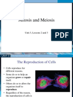 Mitosis and Meiosis Lessons Compared