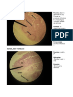 Histología - Imágenes sistema linfático y urinario