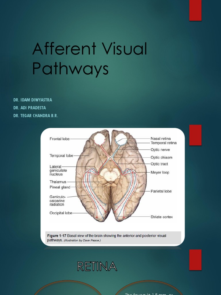 Afferent Visual Pathways 2018-Tegar | PDF | Retina | Occipital Lobe