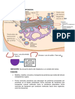 Aparato Golgi