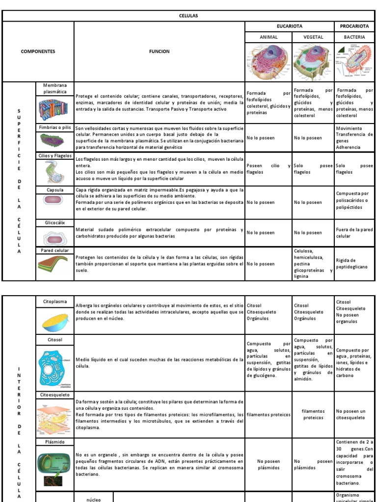 Comparativa de Células Eucariotas y Procariotas | PDF | Nucleo celular ...