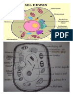 Gambar Sel Hewan Dan Tumbuhan