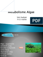 Metabolisme Algae Sitti Hadijah