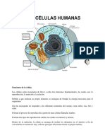Celula Humana Ana