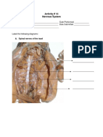 Act. Sheet 14 Nervous System