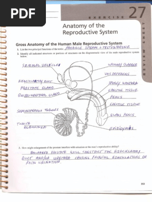 Lab Ex 27 Review Sheet Answers0001