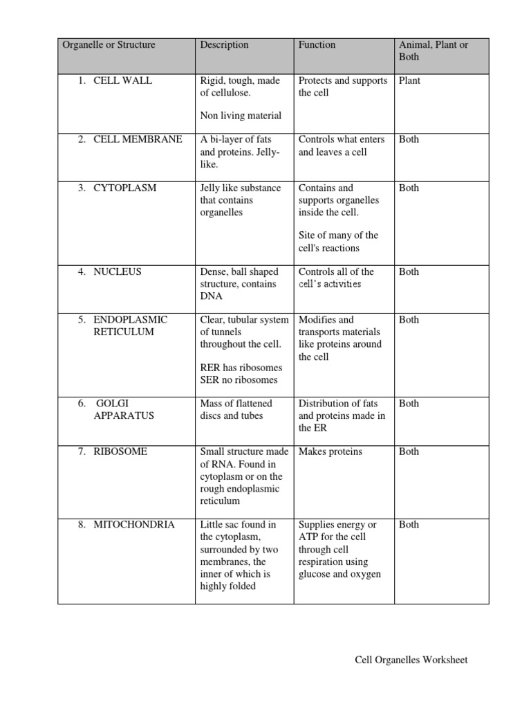 Cell Organelles Worksheet Endoplasmic Reticulum Cytoplasm