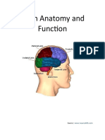 Brain Anatomy and Function