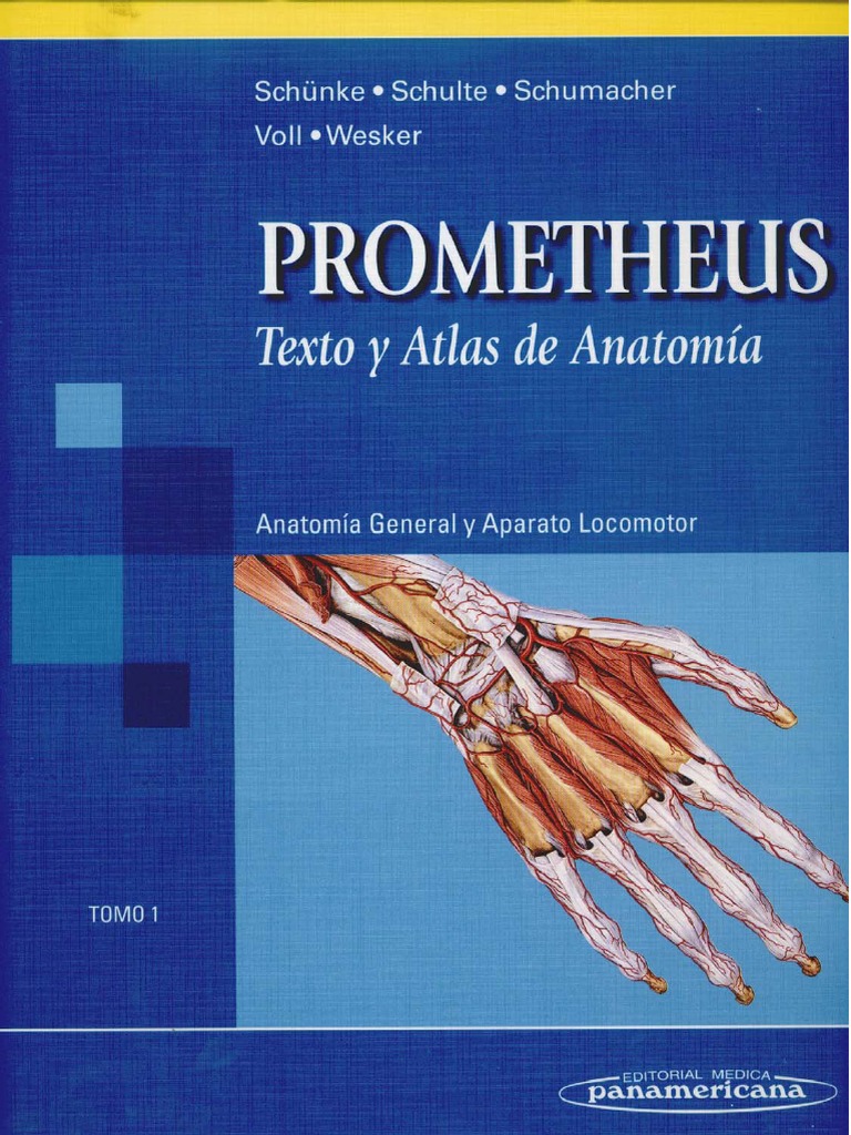 Atlas de Anatomía Prometheus PDF | PDF