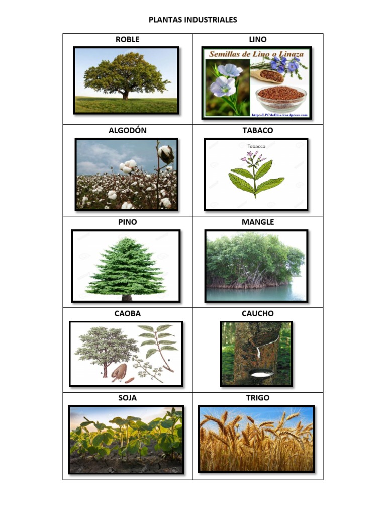 Plantas Industriales 2