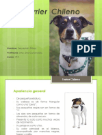 Terrier Chileno