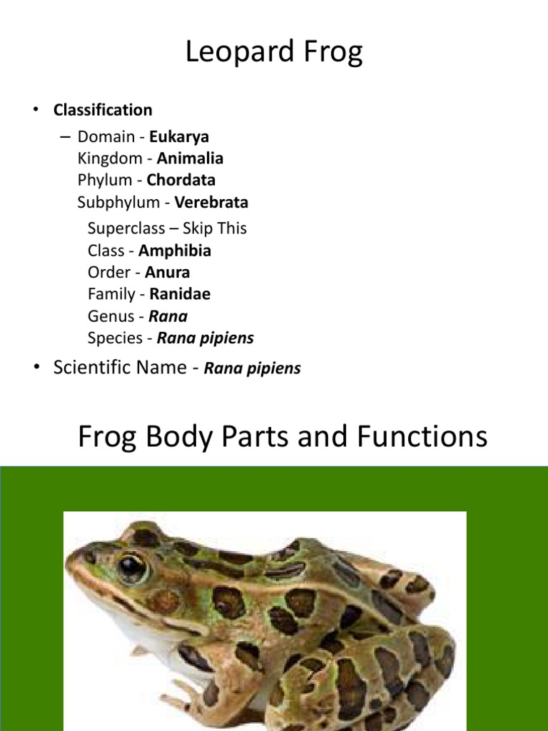 Leopard Frog Anatomy and Classification | PDF | Heart | Human Digestive ...