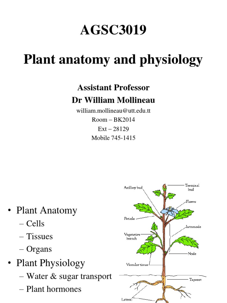 research paper of plant anatomy