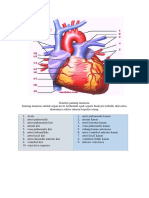 Gambar jantung manusia