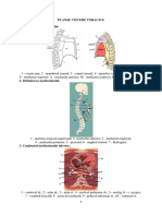 Planse Viscere Toracice
