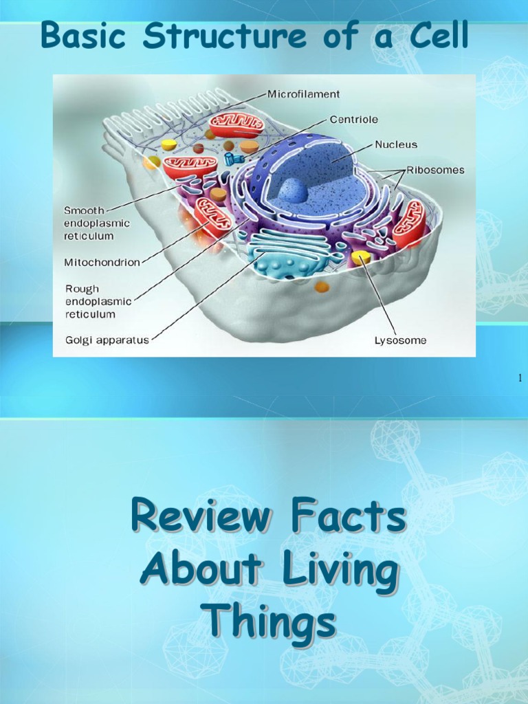 Cell Structure | PDF | Endoplasmic Reticulum | Cell (Biology)