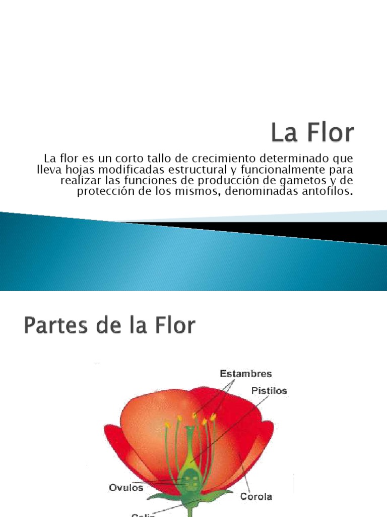 Partes y funciones de una flor | PDF | Flores | Reproducción