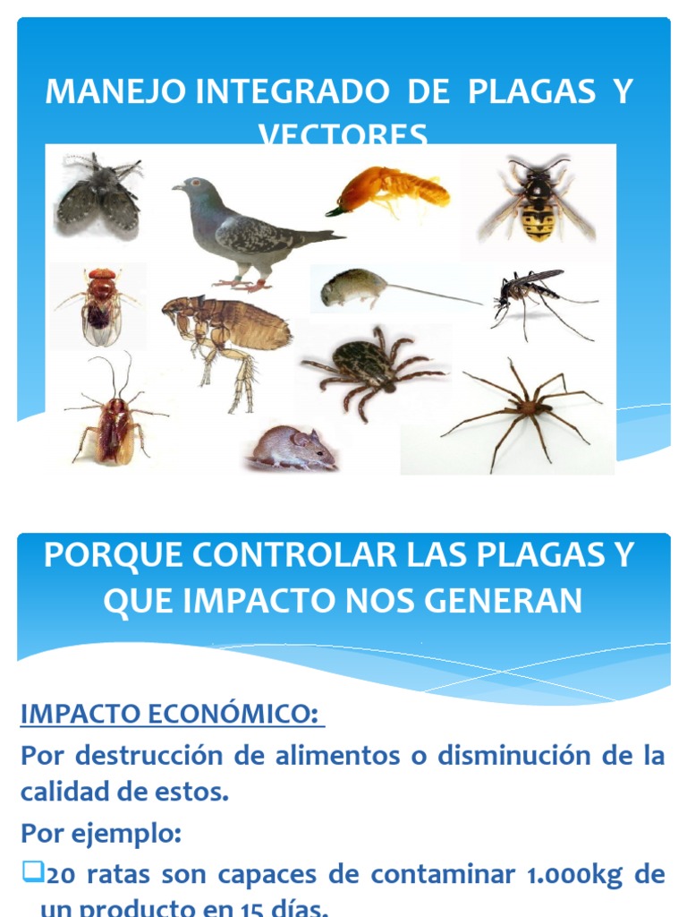Control Integral de Plagas y Roedores | PDF | Rata | Roedor