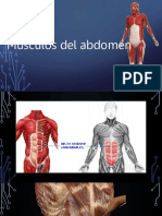 Músculos Tórax y Abdomen