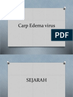 Carp Edema Virus