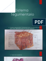 Sistema Tegumentario Presentacion