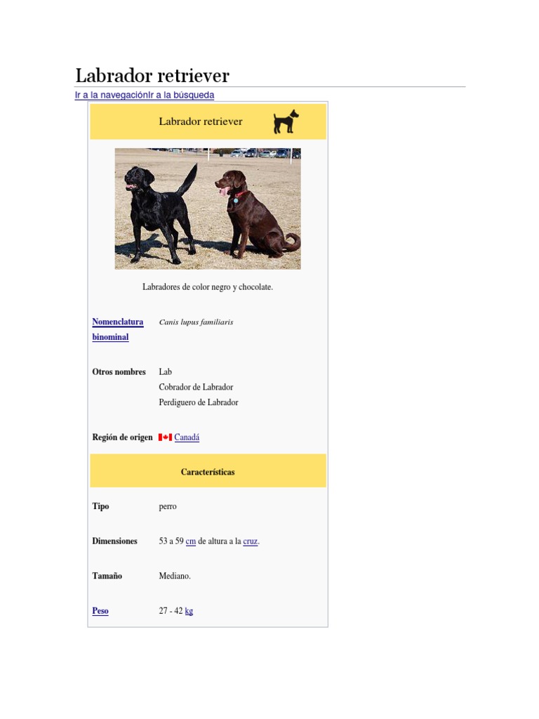 Labrador Retriever | PDF | Labrador retriever | Tipos de perros