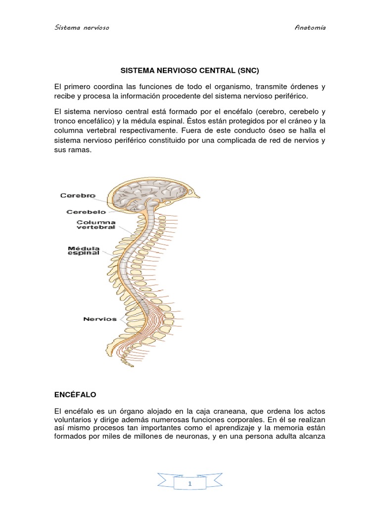 Anatomía del Sistema Nervioso Central | PDF | Médula espinal | Cerebro
