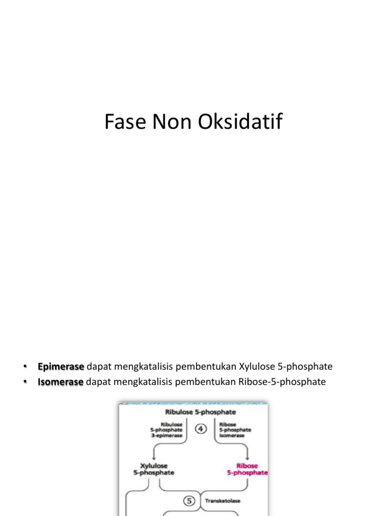 Fase Non Oksidatif