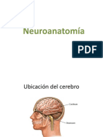 neuroanatomia diapositiva