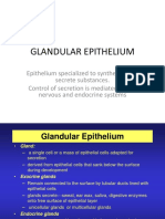 Glandular Epithelium (1)