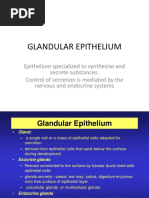 Glandular Epithelium