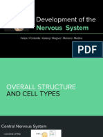 Development of the Nervous System