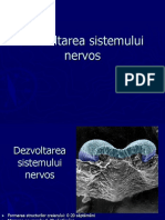 Curs 1 - sistemul nervos.ppt