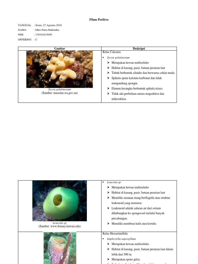 93 Gambar Hewan Filum Porifera HD Terbaru
