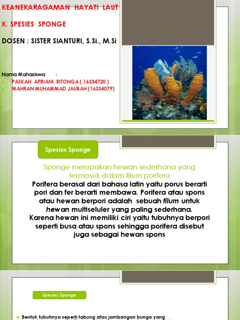 640+ Gambar Dan Nama Hewan Porifera HD Terbaik