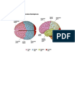 Brain Areas - Location and Function