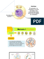 Fases de Meiosis 1