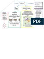 Desarrollo del Sistema Nervioso y la Cibernética